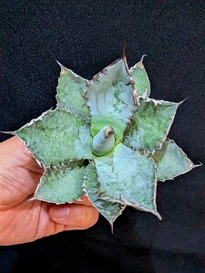 ��12/12�B�e ���i���A�K�x�E�`�^�m�^ ���C�I���Y���[�� ���x�A���[�g�c��agave titanota Lion's Mane��