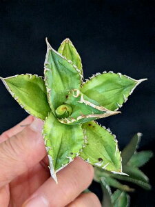 ��12/14�B�e ���i�E������I���A�K�x �`�^�m�^ �唒���� �z�z�W���U���� �x�A���[�g�c��Titanota great white shark Variegata��