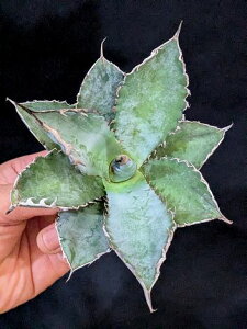 ��12/14�B�e ���i���A�K�x�E�`�^�m�^ ���C�I���Y���[�� ���x�A���[�g�c��agave titanota Lion's Mane��