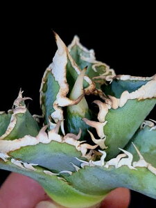 ��12/16�B�e ���i���A�K�x �`�^�m�^ �唒�� �z�z�W���U���� �x�A���[�g�c��Titanota great white shark ��