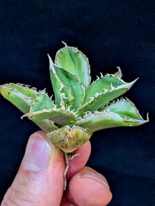 ��12/16�B�e ���i�E������I���A�K�x �`�^�m�^ �����h�сi���|�h�j�E�x�A���[�g�c��Agave Titanota byakugoushi Variegata��