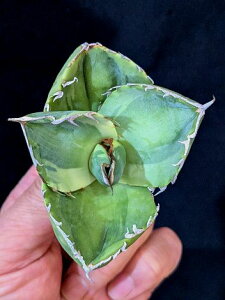 ��12/17�B�e ���i���A�K�x�E�`�^�m�^ �W���K�[�m�[�g�с��x�A���[�g�c��Titanota Juggernaut 'Variegata'