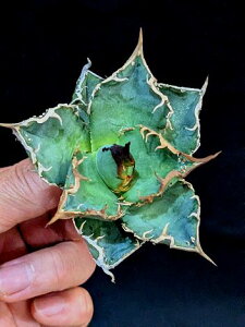 ��12/20�B�e ���i���A�K�x�E�`�^�m�^ �{�����x�A���[�g�c��titanota 'Dotou'��