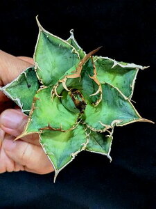 ��12/20�B�e ���i���A�K�x�E�`�^�m�^ �{�����x�A���[�g�c��titanota 'Dotou'��