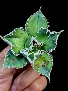 ��12/20�B�e ���i���A�K�x �`�^�m�^ �唒�� �z�z�W���U���� �x�A���[�g�c��Titanota great white shark ��