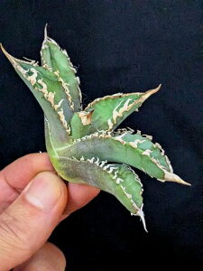 ��12/25�B�e ���i�I���A�K�x�E�`�^�m�^ �S�W�� ���x�A���[�g�c��agave titanota godzilla��