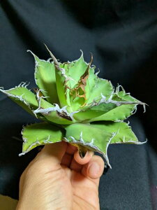 ��2/14�B�e ���i���A�K�x �`�^�m�^ �������E�x�A���[�g�c��Agave titanota bull demon