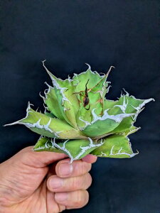 ��2/14�B�e ���i���A�K�x �`�^�m�^ �������E�x�A���[�g�c��Agave titanota bull demon