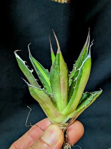 ��4/2�B�e ���i���A�K�x�E�z���_ �� ���x�A���[�g�c��agave horrida 'Variegata'��