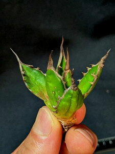 ��4/2�B�e ���i���A�K�x�E�z���_ ���x�A���[�g�c��agave horrida ��