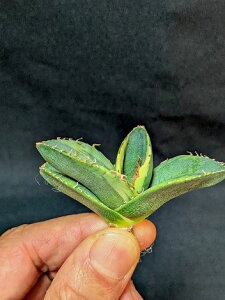 ��4/15�B�e ���i���A�K�x�E�`�^�m�^ �W���K�[�m�[�g�с��x�A���[�g�c��Titanota Juggernaut 'Variegata'