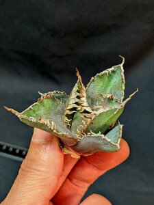 ��4/15�B�e ���i���A�K�x �`�^�m�^ �L���O�R���O �����E�x�A���[�g�c��Agave Titanota King Kong