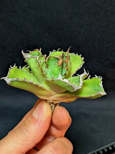 ��4/15�B�e ���i���A�K�x�E�`�^�m�^ ���T ���x�A���[�g�c��Agave Titanota Konki��
