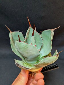 ��4/15�B�e ���i���A�K�x �p���[ �g�����J�[�^ �n���e�B���g���u���[ ��Agave parryi truncata huntington��