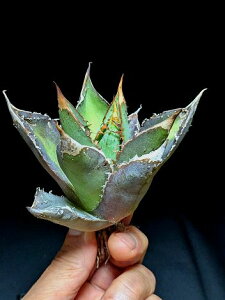 ��5/23�B�e ���i���A�K�x �`�^�m�^ ������ �g�g���E�x�A���[�g�c��Agave titanota totoro