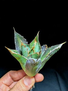 ��5/23�B�e ���i���A�K�x �`�^�m�^ ������ �g�g���E�x�A���[�g�c��Agave titanota totoro