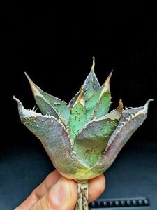 ��5/23�B�e ���i���A�K�x �`�^�m�^ ������ �g�g���E�x�A���[�g�c��Agave titanota totoro