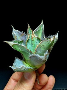 ��5/23�B�e ���i���A�K�x �`�^�m�^ ������ �g�g���E�x�A���[�g�c��Agave titanota totoro