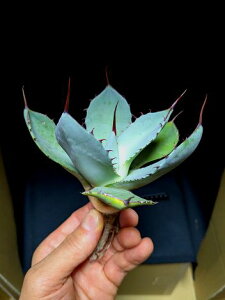 ��5/23�B�e ���i���A�K�x �p���[ �g�����J�[�^ �n���e�B���g���u���[ ��Agave parryi truncata huntington��