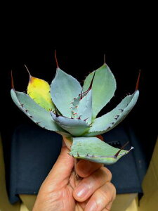 ��5/23�B�e ���i���A�K�x �p���[ �g�����J�[�^ �n���e�B���g���u���[ ��Agave parryi truncata huntington��