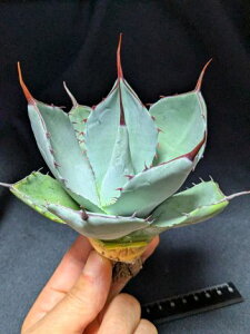 ��5/1�B�e ���i���A�K�x �p���[ �g�����J�[�^ �n���e�B���g���u���[ ��Agave parryi truncata huntington��