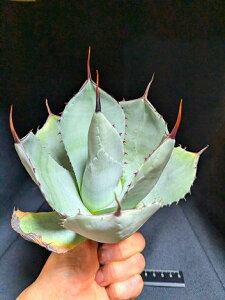 ��6/3�B�e ���i���A�K�x �p���[ �g�����J�[�^ �n���e�B���g���u���[ ��Agave parryi truncata huntington��