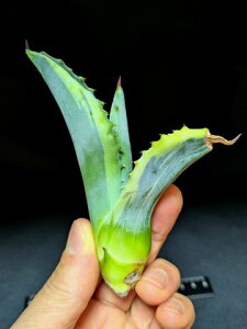 ��7/15�B�e ���i���A�K�x ���b�v���G�t�F�N�g�� �x�A���[�g�c��Agave salmiana ver.felox Ripple�EEffect��