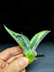 ��7/15�B�e ���i���A�K�x ���b�v���G�t�F�N�g�� �x�A���[�g�c��Agave salmiana ver.felox Ripple�EEffect��