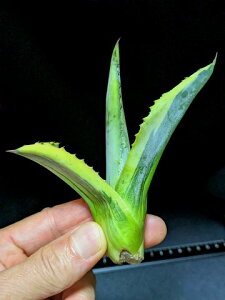 ��7/25�B�e ���i���A�K�x ���b�v���G�t�F�N�g�� �x�A���[�g�c��Agave salmiana ver.felox Ripple�EEffect��