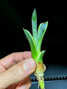 ��7/25�B�e ���i���A�K�x ���b�v���G�t�F�N�g�� �x�A���[�g�c��Agave salmiana ver.felox Ripple�EEffect��