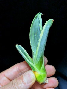 ��7/25�B�e ���i���A�K�x ���b�v���G�t�F�N�g�� �x�A���[�g�c��Agave salmiana ver.felox Ripple�EEffect��