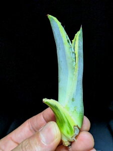 ��7/25�B�e ���i���A�K�x ���b�v���G�t�F�N�g�� �x�A���[�g�c��Agave salmiana ver.felox Ripple�EEffect��