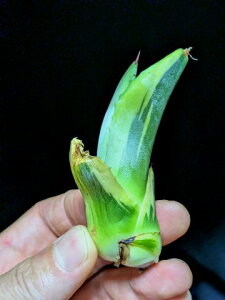 ��7/25�B�e ���i���A�K�x ���b�v���G�t�F�N�g�� �x�A���[�g�c��Agave salmiana ver.felox Ripple�EEffect��