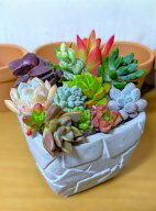 ◎多肉植物 13品種◎カット苗セット◎根土無し！◎鉢植え用◎お任せ苗・詰め合わせ◎1,000円ポッキリ お…