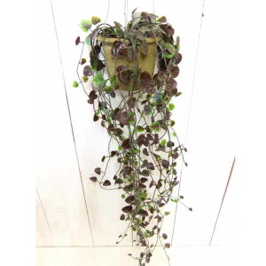 xSjA|bgnMO@݂艺^Cvi`t[  C~e[Vt[Natural@i`G