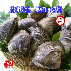 苫小牧産　活ほっき貝　大　約4.2kg（10〜13個）【送料無料】