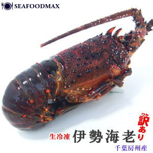 y󂠂zɐCV Ⓚ 300-400g Mp   Gr CV BBQ p[eB[EɐCVE