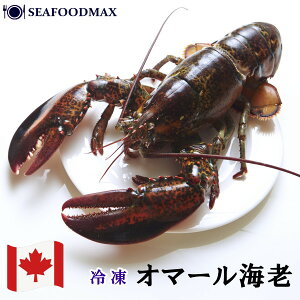 I}[ CV 400g-600g y Gr uX^[ I}[Gr  BBQ p[eB[ ⓀzEI}[CVE