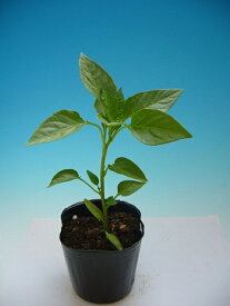 実生苗 伏見甘長とうがらし　4月上旬〜販売　6本セット（予約受付中）