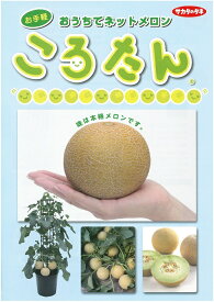 自根メロン苗(ころたん)おうちでネットメロン(6本セット)4月中旬〜販売