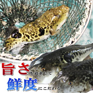 【送料無料】とらふぐたたき刺身セット(お試し価格!夏の伝統ふぐ料理!父の日・お中元ギフト)【楽ギフ_のし】