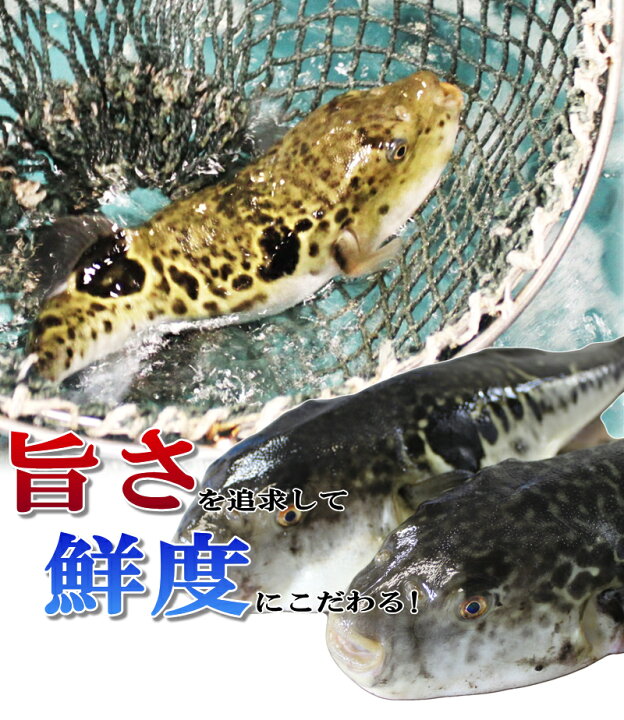 楽天市場 ふぐ とらふぐ お歳暮 お取り寄せグルメ とらふぐ 真ふぐ2枚セット 下関伝統ふぐ霜降造り ふぐ刺身 お歳暮 御祝 内祝 ギフト 送料無料 ふぐの本場下関 関とら 楽天市場 ふぐ とらふぐ お歳暮 お取り寄せグルメ とらふぐ 真ふぐ2枚セット 下関伝統ふぐ霜降造り ふぐ刺身 お歳暮 御祝 内祝 ギフト 送料無料 ふぐの本場下関 関とら