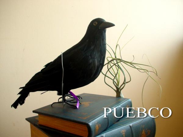 ★PUEBCO（プエブコ） Crow L） L320 リアルなカラスオブジェ 置物 鳥 黒 剥製ではありません！雑貨通販 ハロウィンに