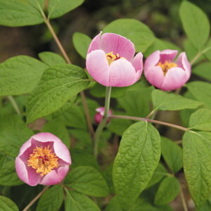 y2025Nt`JԌ݊zgԃ}VNN@2芔