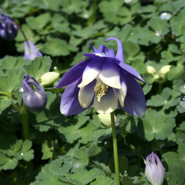 楽天市場 山野草 八甲田オダマキ 2 5号ポット植え 四国ガーデン楽天市場支店 楽天市場 山野草 八甲田オダマキ 2 5号ポット植え 四国ガーデン楽天市場支店