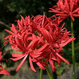 【山野草】八重咲ヒガンバナ　1球植え　3号ロングポット