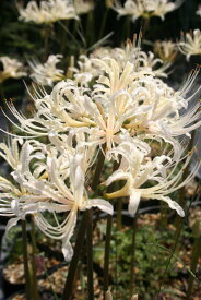 【山野草】白花ヒガンバナ　3号ロングポット