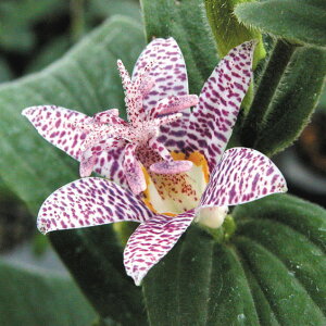 【山野草 2025年夏〜開花見込み】長葉ホトトギス 3号(9cm)ポット