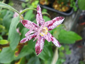 yR쑐@2025Nā`JԌ݁zzggMXuʁv 3i9cmj|bg