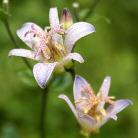 【山野草　2024年夏～開花見込み】ホトトギス「沙霧」 3号（9cm）ポット